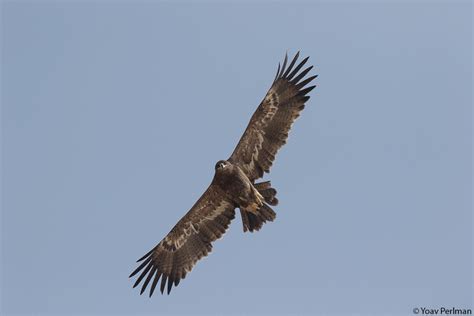 Saving the majestic Steppe Eagle - Manomet Conservation Sciences