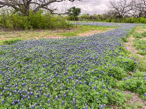 Where to Find Bluebonnet Fields in Texas in 2024 - VERY TRULY TEXAS