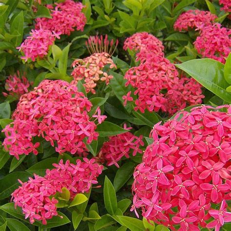 Dwarf Ixora - VerdeGo | Seasonal flowers, Flowering shrubs, Showy flowers