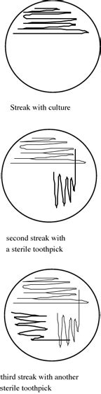 Bacterial Streak Plate