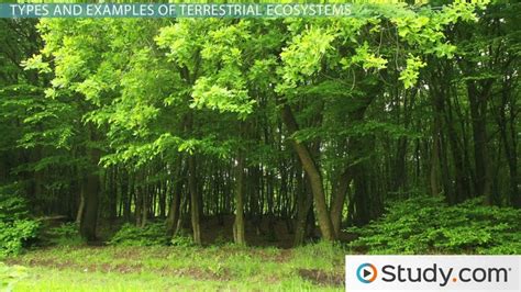 Terrestrial Ecosystem | Definition, Types & Examples - Lesson | Study.com