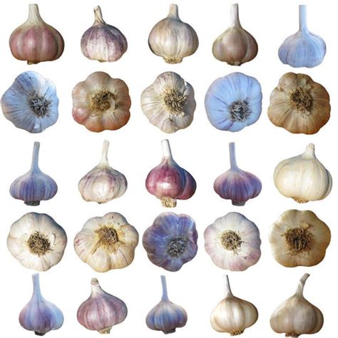 Premium Garlic Seed – John Boy Farms