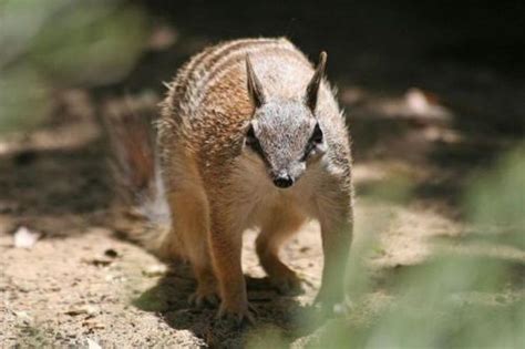 Numbat Facts | Numbat Diet, Habitat, Behavior, Reproduction