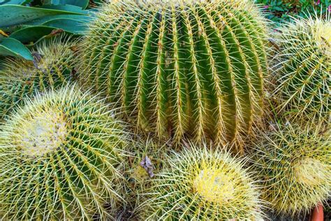 How to Transplant a Cactus Cutting? - MitCityFarm