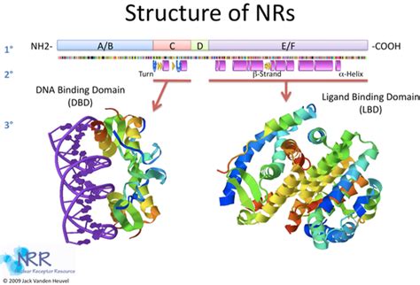 Nuclear Receptor Superfamily - Read about their structure