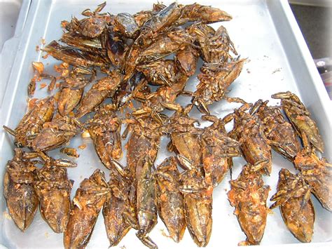 File:Giant water bugs on plate.png - Wikipedia