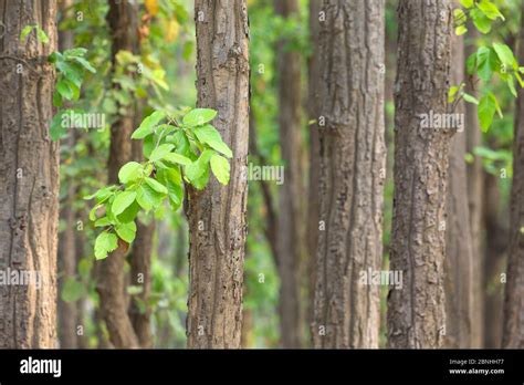 Sal tree hi-res stock photography and images - Alamy