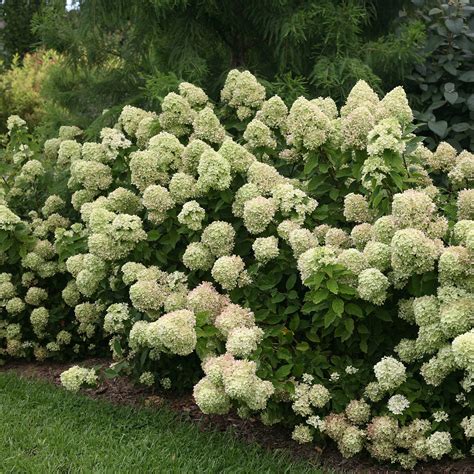 Hydrangea Little Lime® Hydrangea Paniculata 'Jane' PP22330 ...