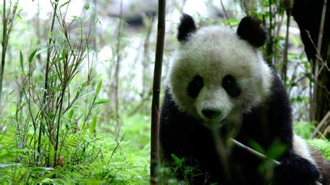 Rare animals in China: Giant panda - CGTN