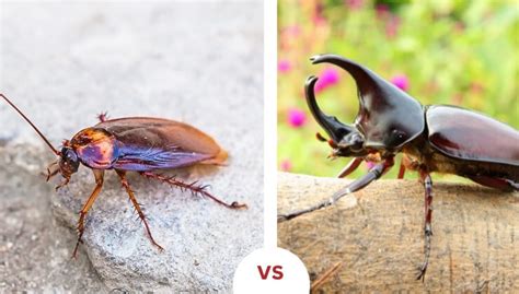 Cockroach Vs Beetle - What's The Difference | 24H Pest Pros