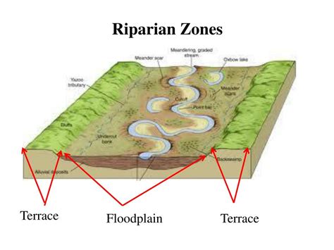 PPT - Wetlands: Riparian Vegetation PowerPoint Presentation, free ...