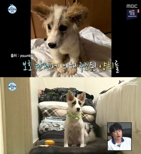 Sung Hoon Adopts New Puppy On "I Live Alone," Asks That People Don't ...