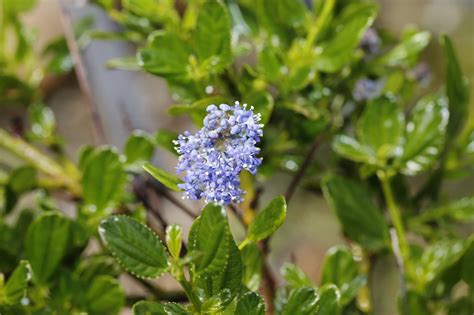 California Lilac Flowers Plant - Free photo on Pixabay - Pixabay