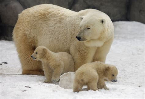 Plants and Animals - Tundra of Alaska