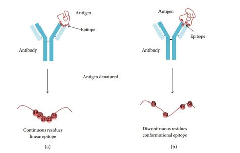 Epitopes: Types, Function, Epitope Spreading • Microbe Online