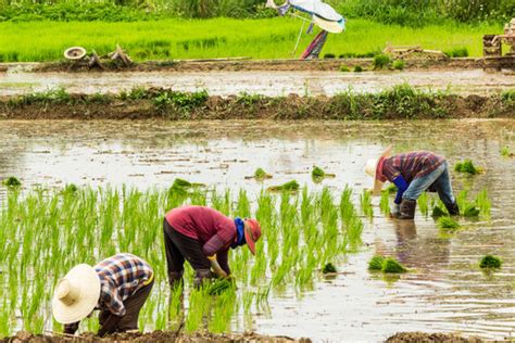 "Rice Planting" Images – Browse 2,109 Stock Photos, Vectors, and Video ...