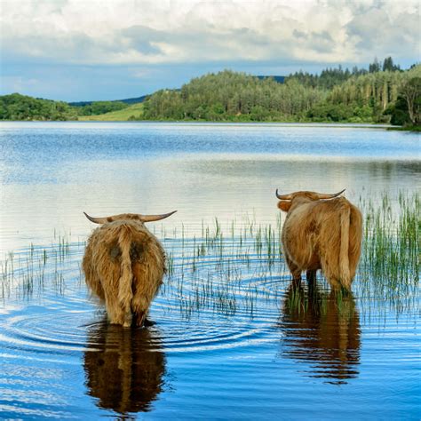 Loch Lomond Cattle Wall Art | Photography