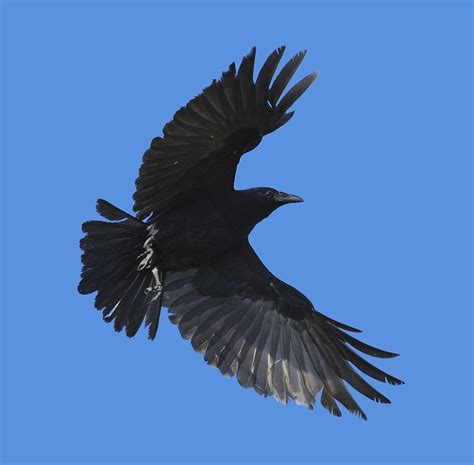 Flying Crow Photograph by Bradford Martin