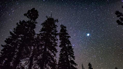 Download Starry Sky Star Sky Pine Tree Tree Nature Night HD Wallpaper