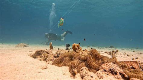 The Trumpetfish is a master of disguise: it hides behind other, bigger ...