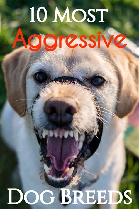 10 Most Aggressive Dog Breeds: Temperament Ratings and Information | PetHelpful