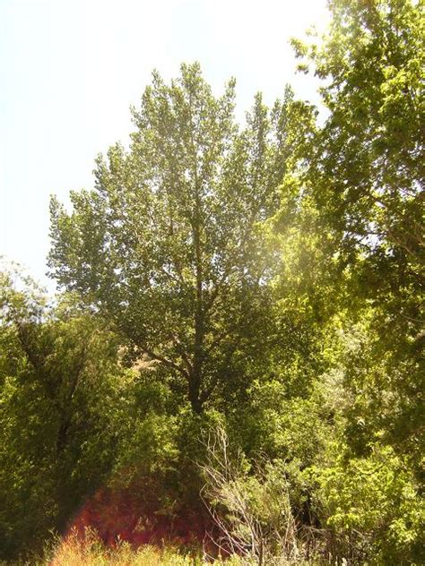 Plant Identification - Fremont Cottonwood