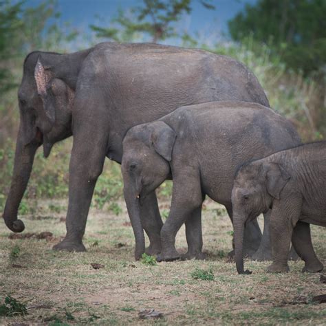 “Asian Elephant Behavior”