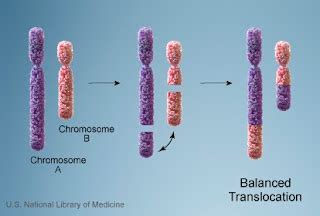 The Infertile Farmer: What is a Balanced Translocation?