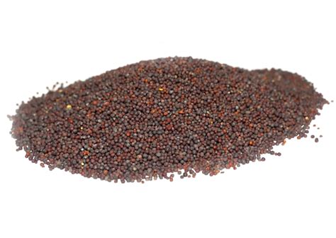 Brassica juncea (Brown Mustard) Seeds (4) | Cultivator Natural Products