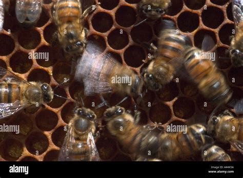 honey bee in hive doing waggle dance communication Stock Photo - Alamy