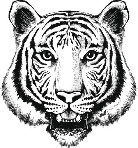 Black And White Tiger Face Drawing : Winick Lapiz Tigres Tigers Coole óleo Lápiz Bodegones ...