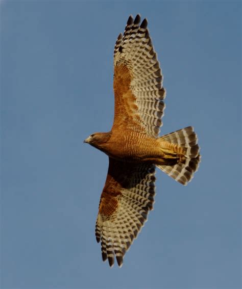 Red-shouldered Hawk | San Diego Bird Spot