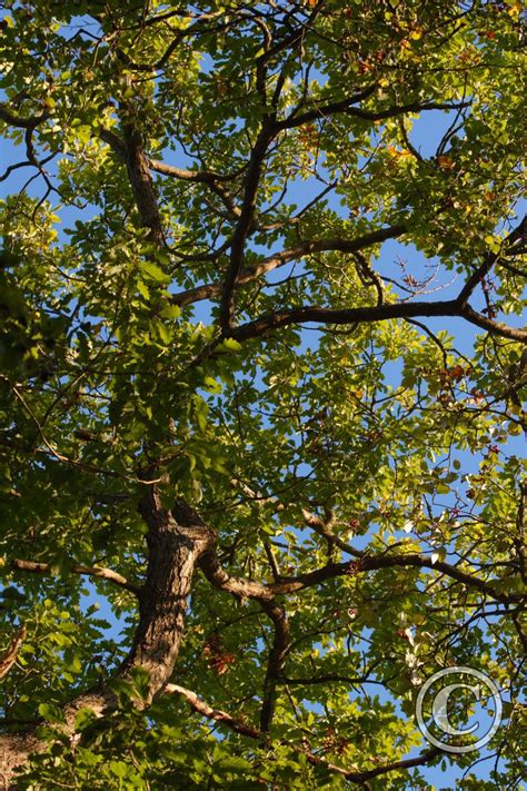 Autumn Oak Leaves at Burnham Beeches | Burnham Beeches | Trees And ...