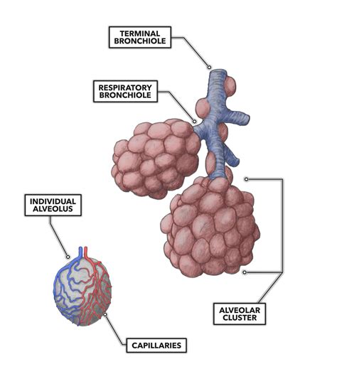 CrossFit | Lung Anatomy: The Airway and Alveoli