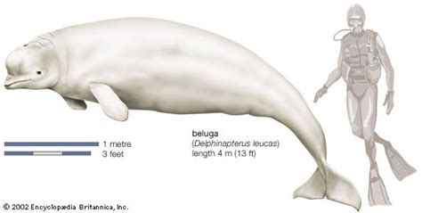 Beluga whales appear to adopt lost narwhal found far from home