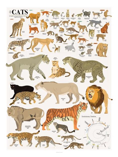 cat family chart - Google Search | Cat species, Cat shedding, Wild cats