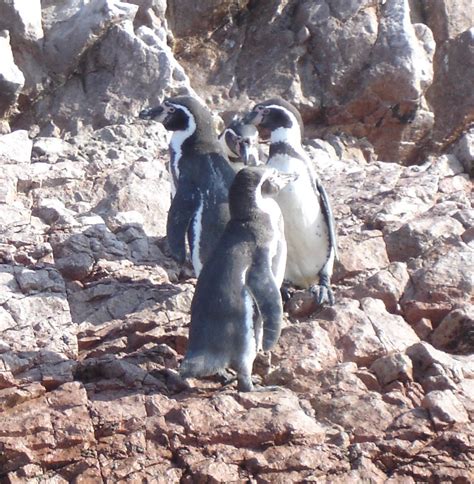 Pictures of Ballestas Islands, Peru