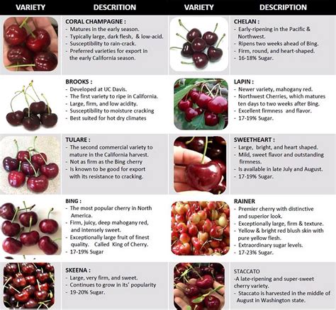 Fresh Cherries | Worldwide | Winn Universal Inc.