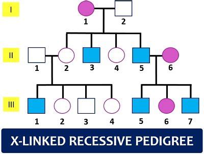 Pedigree Analysis Chart - Definition, Symbols, Types & Examples ...