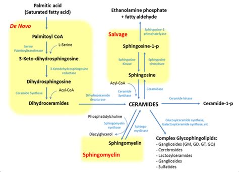 | Pathways of sphingolipid metabolism. Sphingolipids have three major... | Download Scientific ...