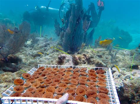 CORAL FRAGMENTS FROM LAND-BASED NURSERY OUTPLANTED IN BID TO RESTORE ...