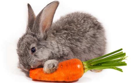 Can Rabbits Eat Carrots? | Pet Diet Guide