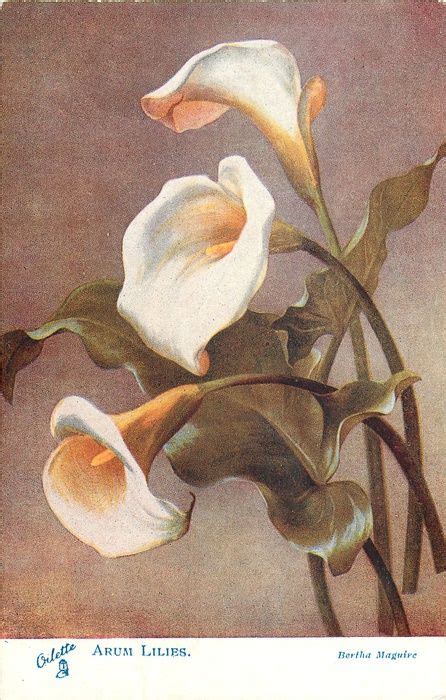 ARUM LILIES - TuckDB | Floral painting, Lily painting, Flower art