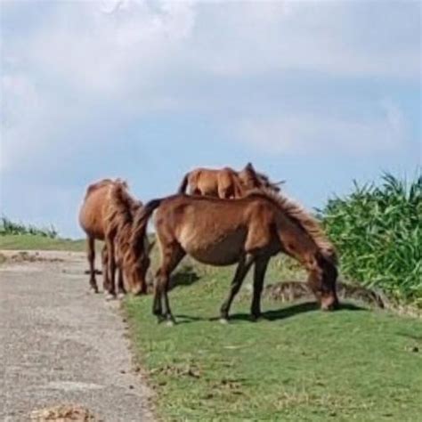 Yonaguni Horses in Yonaguni Island, Japan - Virtual Globetrotting