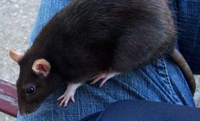 Pictures of Keeping Rats as Pets, 2