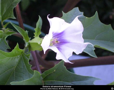 Erowid Plants Vaults : Images : datura stramonium flower__i2008e1064_disp