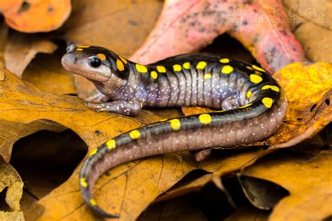 Spotted Salamander (Ambystoma maculatum) - a photo on Flickriver