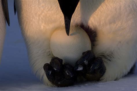 Emperor penguin breeding cycle – Australian Antarctic Program