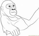 Baby Gorilla Coloring Pages sketch template