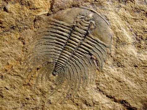 Fossils: Cambrian Fossils